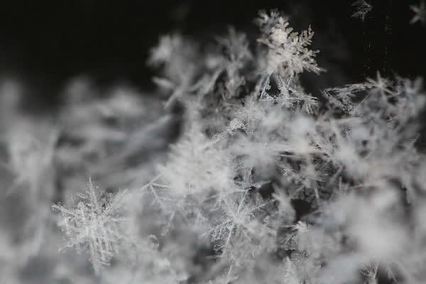 パウダースノーが降る朝は雪の結晶がよく見える 復活 やまがたの四季と暮らし