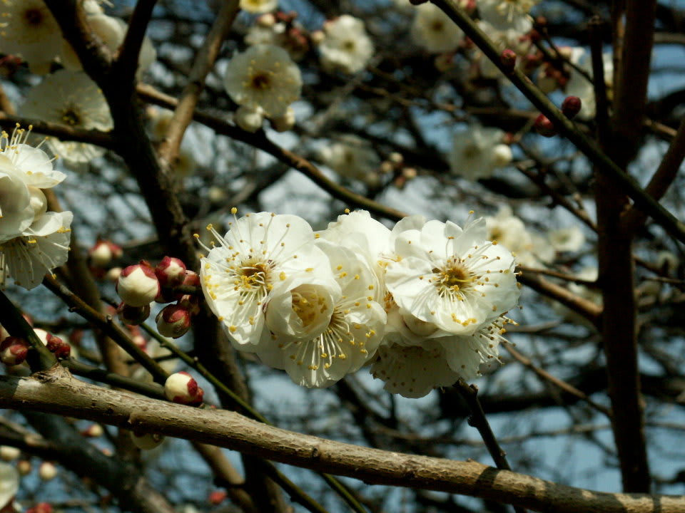 うめ 香りの強い白難波 花の公園 俳句 ｉｎｇ