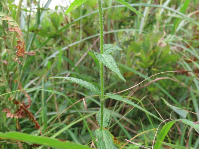 高ボッチ高原・鉢伏山で最近咲いている花 イヌゴマ(犬胡麻)