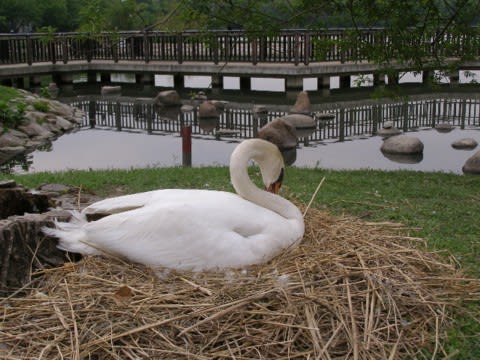 伊丹市の昆陽池に行くの事 白鳥の卵 編 Yanbo S Blog 四季折々