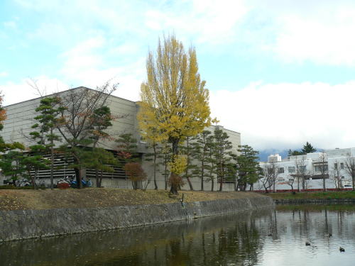 松本市立博物館横の公孫樹