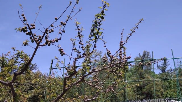 ウメ：実ウメがたわわに - ラン