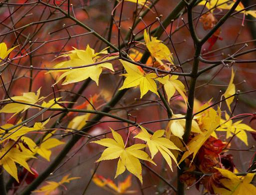 東福寺　庭園の黄葉