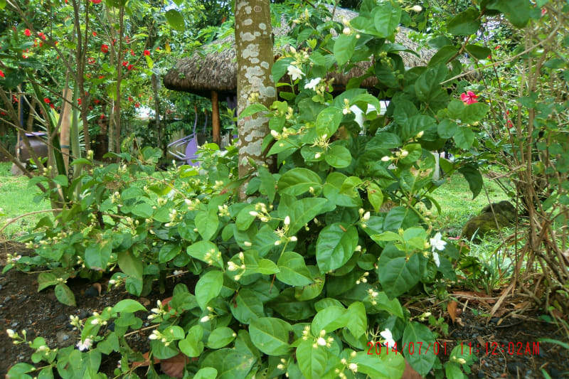 我庭に咲くサンパギータ 南の島に吹く風と共に