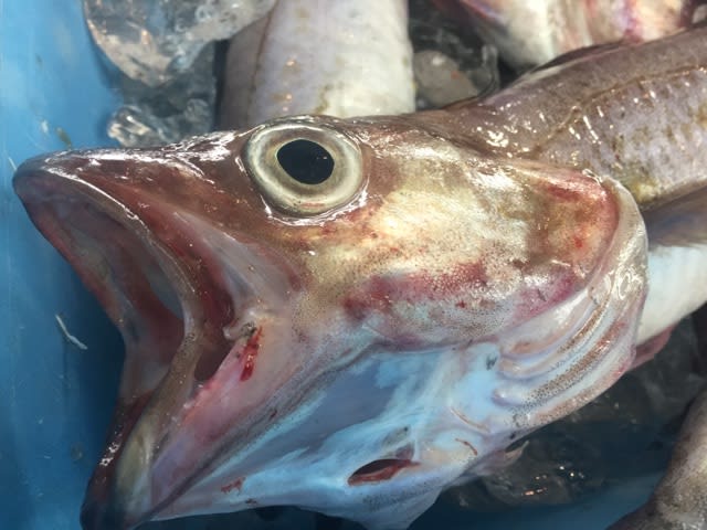 真鱈にはヒゲがある 丸友しまかのお魚日記