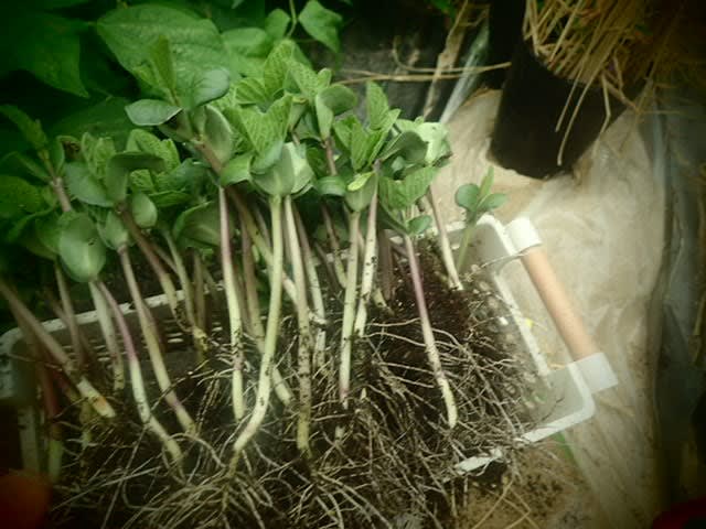 病気のジャガイモ跡地には緑化断根挿し木の枝豆を植えてみよう 秘伝と丹波の黒豆 畑 野菜の記録