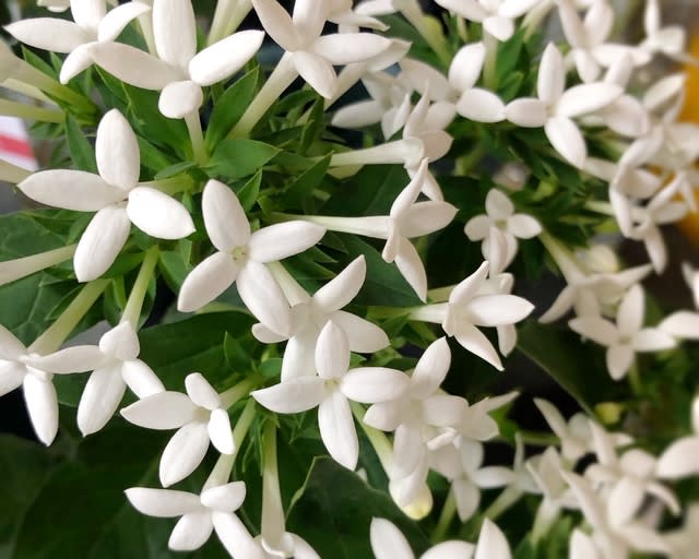ブバリア 花のある生活 ブバリア 花のある生活