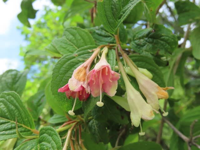 高ボッチ高原・鉢伏山で最近咲いている花　ニシキウツギ（二色空木）