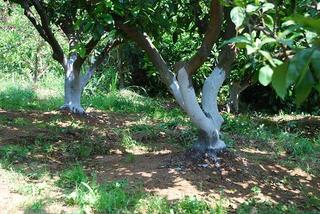 みかんの木へ カミキリムシ対策を行いました みかん栽培と その周辺の四季