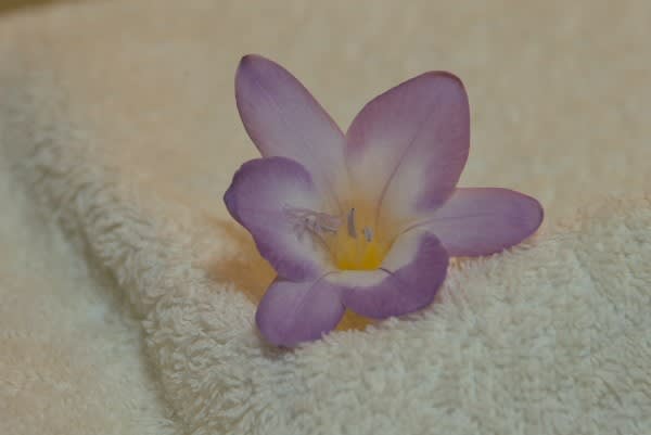 フリージア 甘い香りを放つこの花は12月17日の誕生花 Aiグッチ のつぶやき