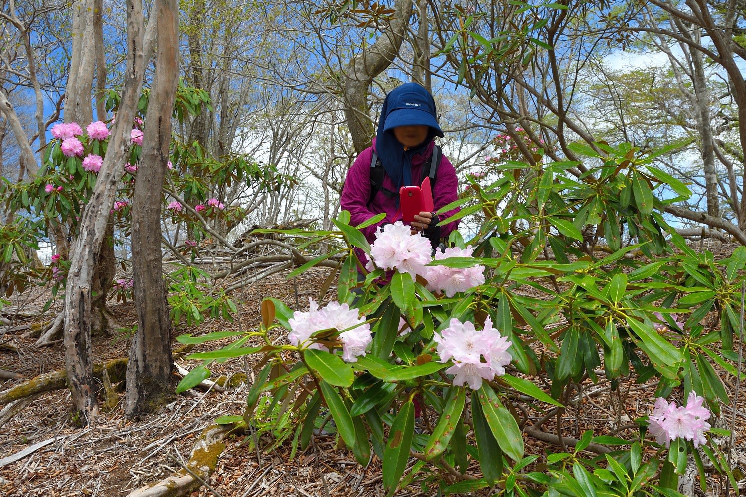 白岩山 ヤマシャクヤクや石楠花など 年5月8日 開花状況速報 延岡の山歩人ｋ