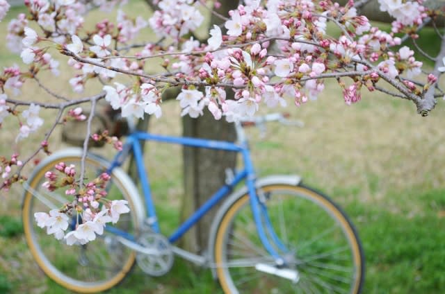 多摩湖・狭山湖周辺桜開花情報2015