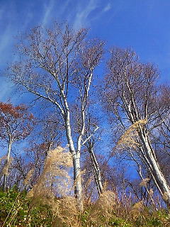 八海山の紅葉