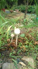 白いキノコ Pot Pourri ポプリ