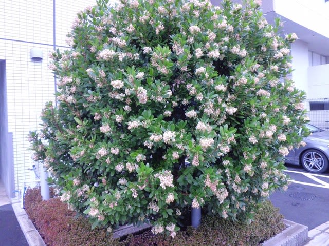 ヒメイチゴノキ 姫苺の木 の花と実 花熟里 けじゅくり の静かな日々 ヒメイチゴノキ 姫苺の木 の花と実 花熟里 けじゅくり の静かな日々