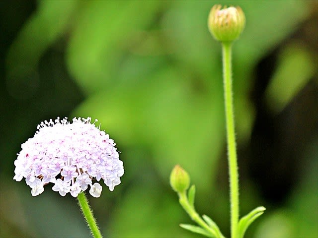 ディディスカス ブルーレースフラワー とヒエンソウなど Gardening2