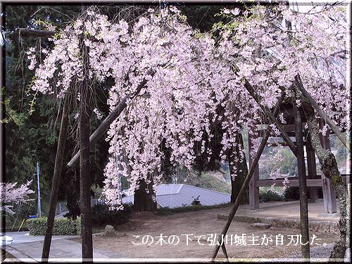 元の隅屋桜は枯れ、後継の枝垂れ桜が境内を彩ります。