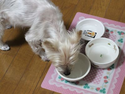 犬の病気 のブログ記事一覧 慎太郎とフェアリードッグ 犬の病気 のブログ記事一覧 慎太郎とフェアリードッグ