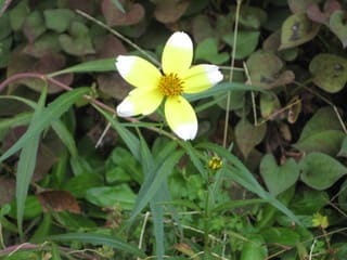 ウインターコスモス ヤツデ 八つ手 ツワブキ 石蕗 花熟里 けじゅくり の静かな日々