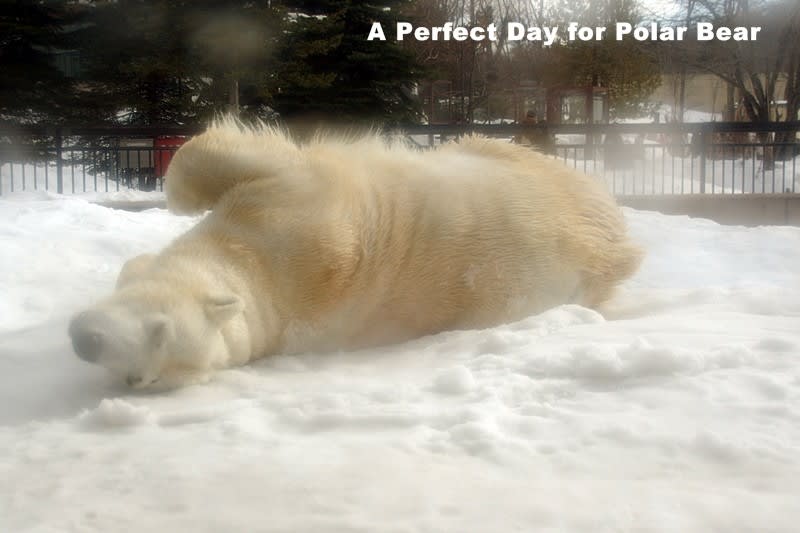 ルルのスリスリ 18 シロクマ日和 A Perfect Day For Polar Bear