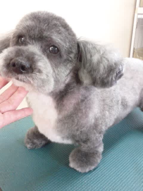 トイプー ポンポン靴風カット なんとなくberry トイプー ポンポン靴風カット なんとなくberry