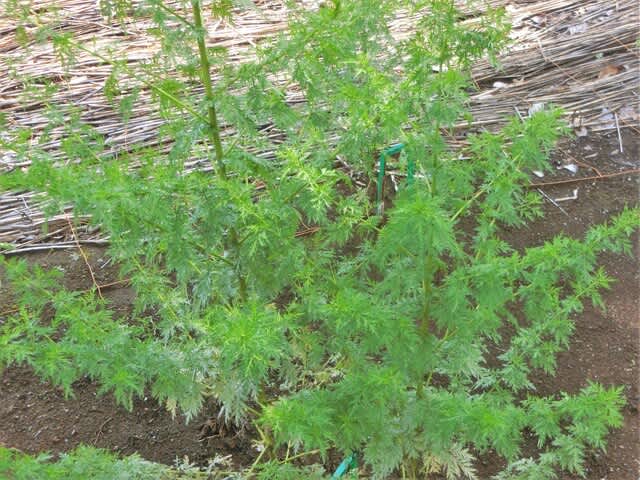 ヘクソカズラも薬用植物だったんです 東京都薬用植物園 ニチニチソウ ヘビウリ ゲンペイクサギ クソニンジン ヤエドクダミなど ヒマヒマノキ 歩いて 見て 楽しんで ヘクソカズラも薬用植物だったんです 東京都薬用植物園 ニチニチソウ ヘビウリ ゲンペイクサギ クソニンジン ヤエドクダミなど ヒマヒマノキ 歩いて 見て 楽しんで