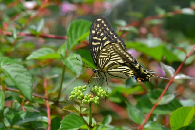 ヤブガラシの花とアゲハチョウ 行く川の流れ