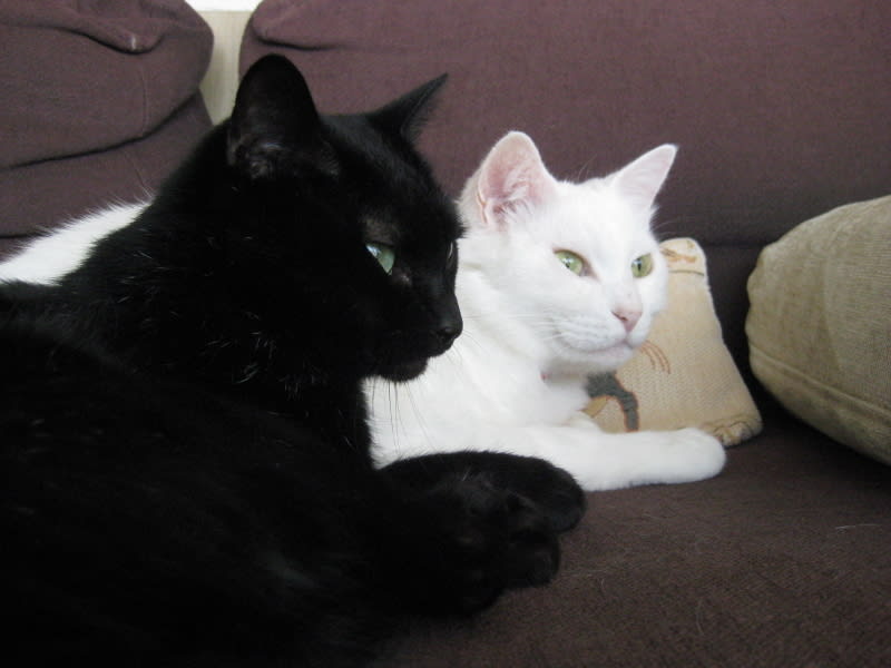 黒猫と白猫☆夫婦✭カップル☆ハート☆トレーナー✭黒地☆M☆LOVE | uzcharmexpo.uz
