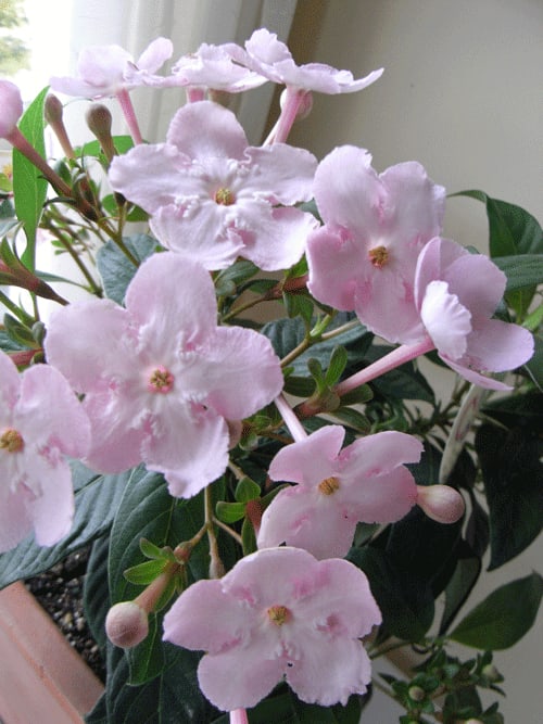 ルクリア ココ Mola Circus モラを楽しむ