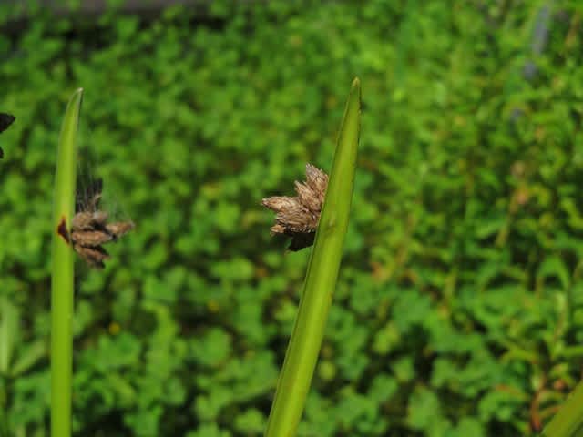 川辺で三角の茎と花が目立つカンガレイ 雑草 シリーズ12 野の花 庭の花
