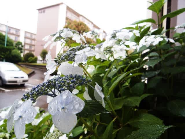 R0013181_raw_s R0013181_raw_s