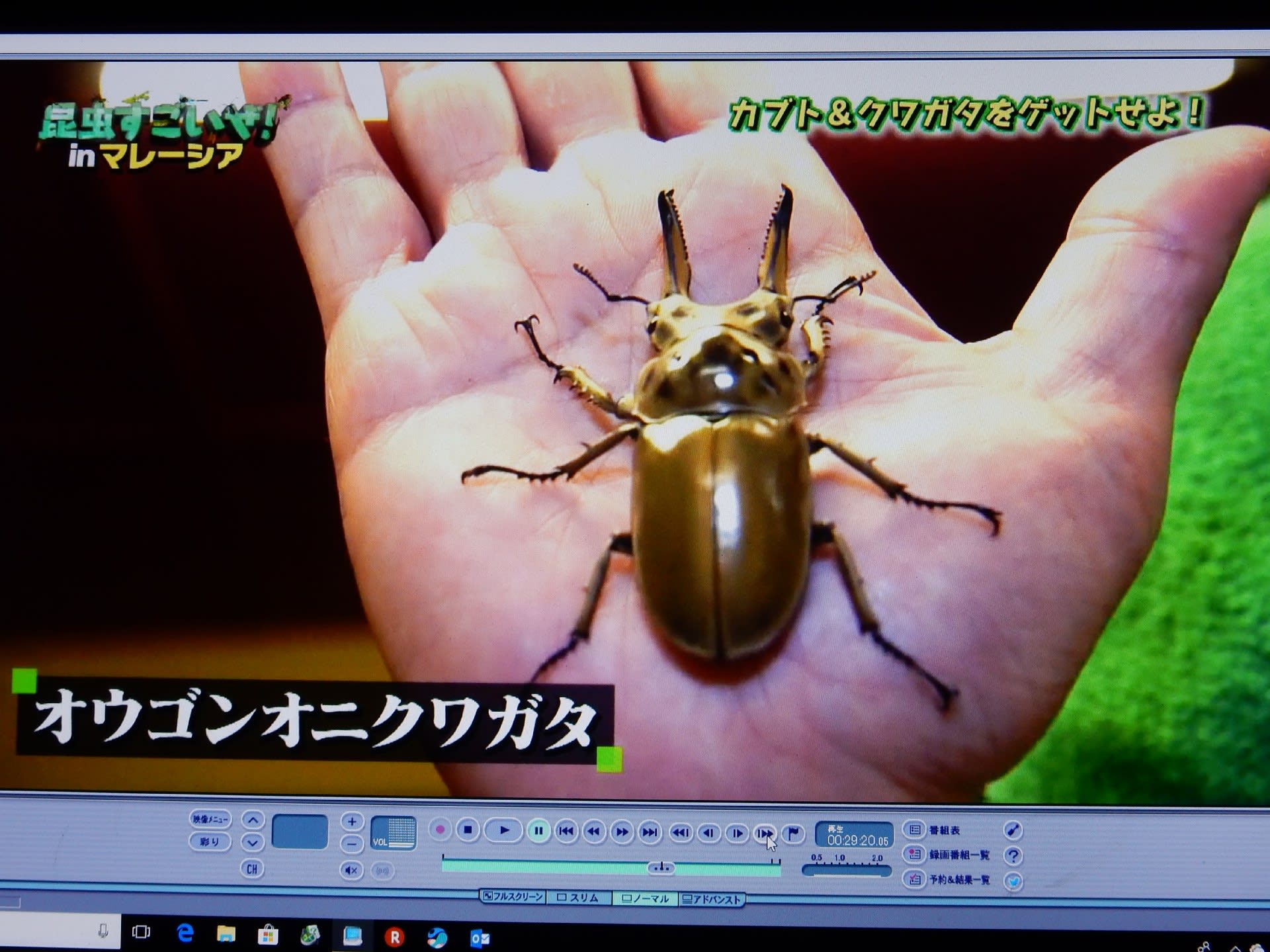 昆虫すごいぜ 特別編 カマキリ先生 マレーシアへ行く カブト クワガタ 甲虫類をゲットせよ ２ Konasukeの部屋