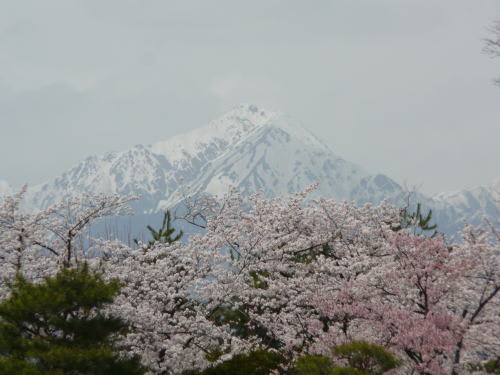 常念岳と桜