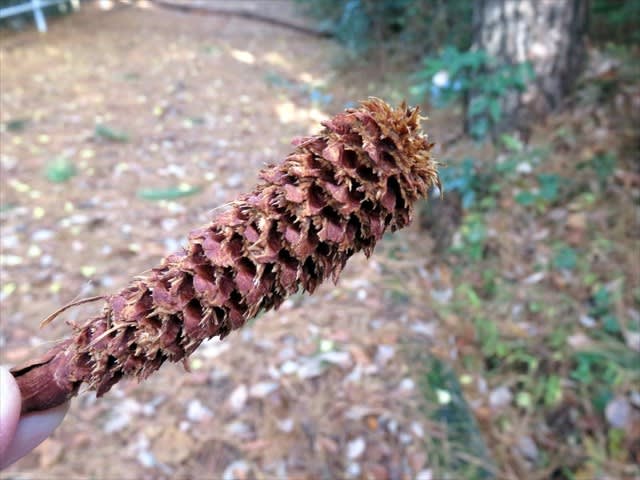 リスの森 森のエビフライ 風に乗って