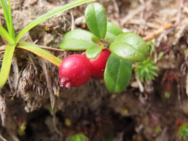 高ボッチ高原・鉢伏山で最近見る事の出来る実・種　コケモモ（苔桃）の液果