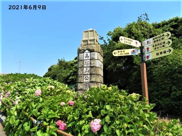 北九州市若松区 高塔山公園と紫陽花 ミコちゃん いつの間に みのみん