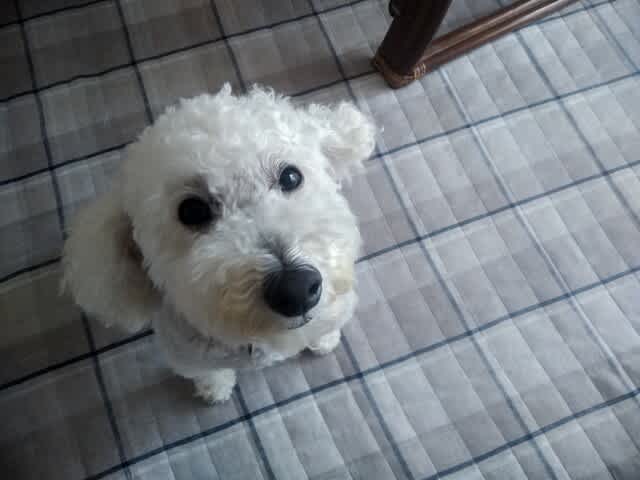 もこもこ犬 潮風と緑の風に吹かれて ゆっくりシニア暮らし