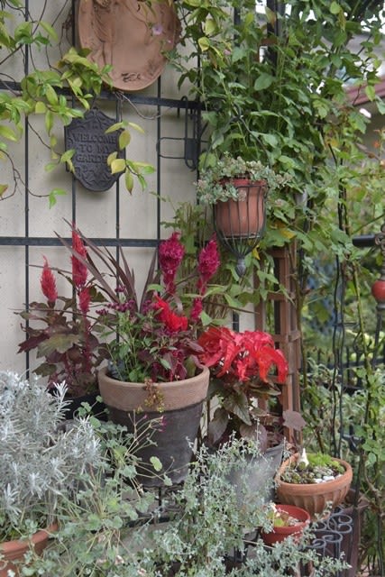 玄関周りを 秋に模様替え 小さな庭の小さな幸せ チャッピーのバラ庭より