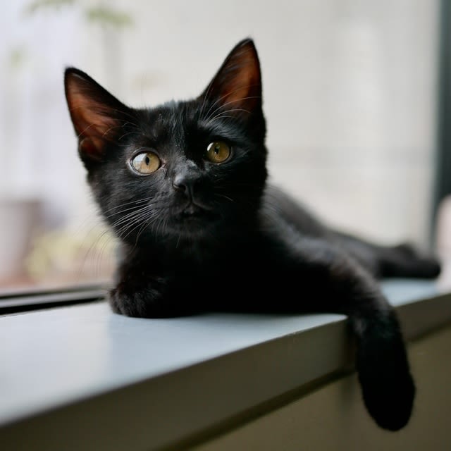 黒いネコの撮り方 日々是 はなまる
