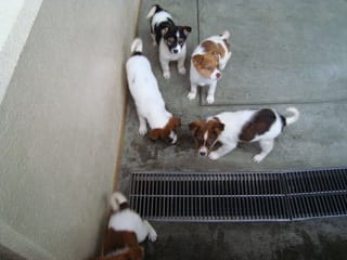 愛媛県動物愛護センターに子犬がいっぱいいた件 ねこにゃらーず 広報