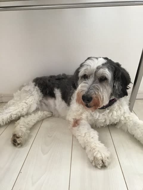 犬のよだれ焼け のブログ記事一覧 ぬいぐるみ犬とお散歩 ポーリッシュ ローランド シープドッグ 犬のよだれ焼け のブログ記事一覧 ぬいぐるみ犬とお散歩 ポーリッシュ ローランド シープドッグ