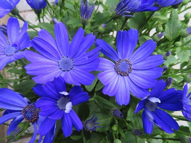 綺麗な青い花 晴れたら花巡り