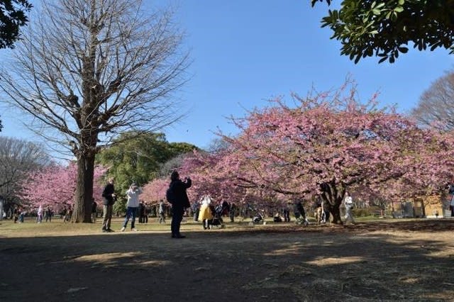 河津桜とミモザ 代々木公園 ランシモ