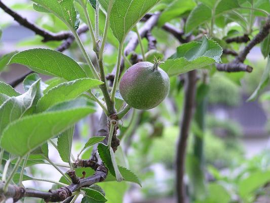 リンゴの鉢植え栽培 らいちゃんの家庭菜園日記