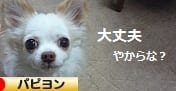 にほんブログ村 犬ブログ パピヨンへ