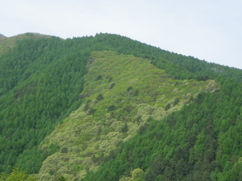 奈川支所管内の山肌