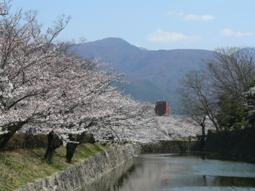 松本城の桜　2007/4/9