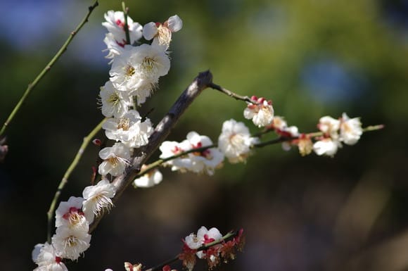 六義園にあった白梅の写真