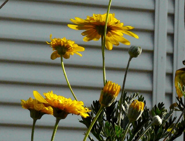 似ている花 ユリオプスデージー マーガレットコスモス 我が家の花 花 花