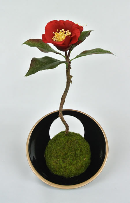 椿の苔玉        